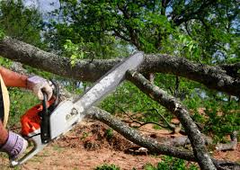 Best Emergency Tree Removal  in Monrovia, MD